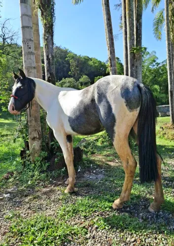Egua Crioula Pampa Salga domada 