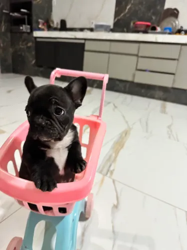 Lindos filhos de Bulldog francês