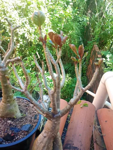Rosa do deserto roxa de semente caudex trabalhado e grande copa formada retirada conj espe