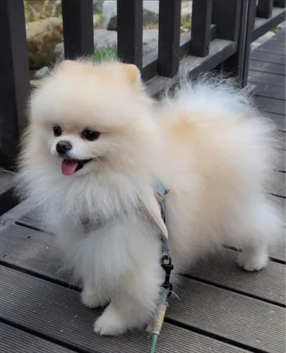 Filhotes De Spitz Alemão - Seu Amigo Peludo Pode Está Aqui