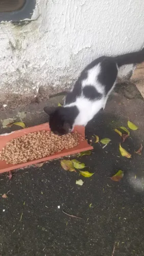Doação de gato preto e branco 3 meses
