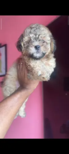 Cachorro Shitzu Filhote Fêmea