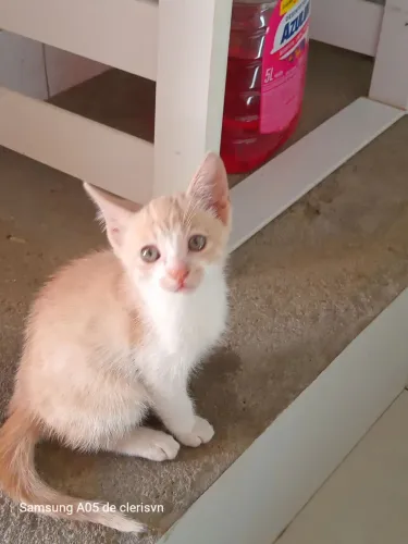 Gatos