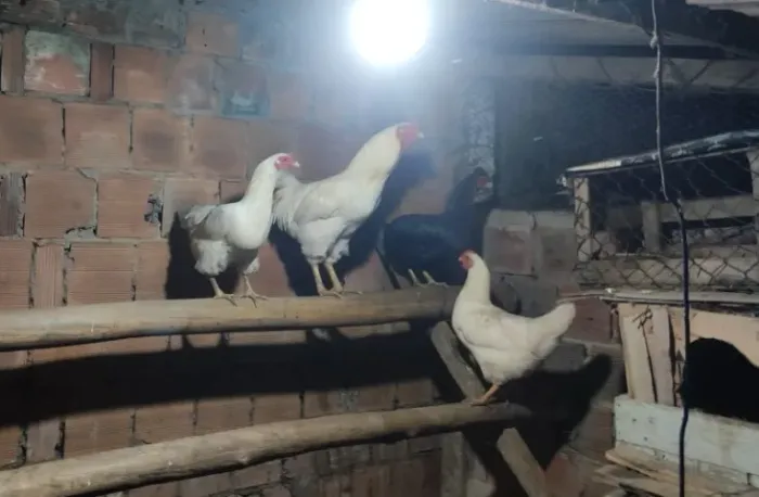Galo e galinhas brancas