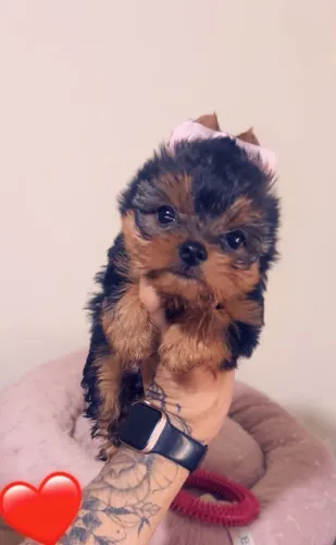 Lindo yorkshire terrier filhote