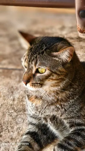 Gata para adoção - Belinha