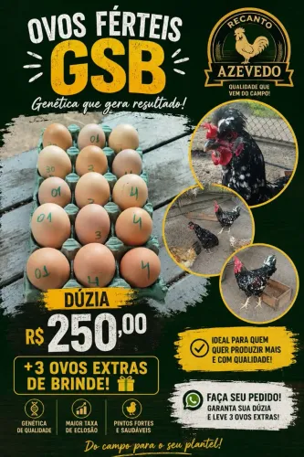 Ovos GSB