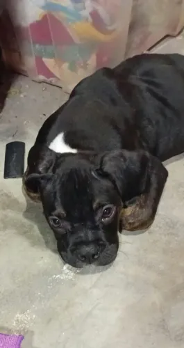 Boxer puro/ não anda/ para adoção