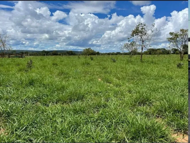 Sítio 40 hec aceito permuta , aceito troca , Negocio de Ocasião