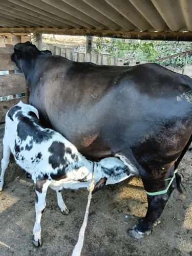 Vendo 5 vacas com bezerros, e prenha novamente 