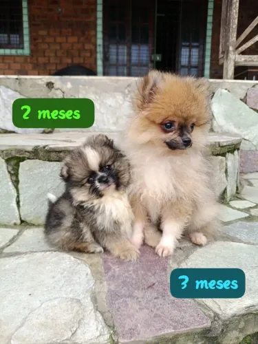 Lindos machos de Lulu da Pomerânia 