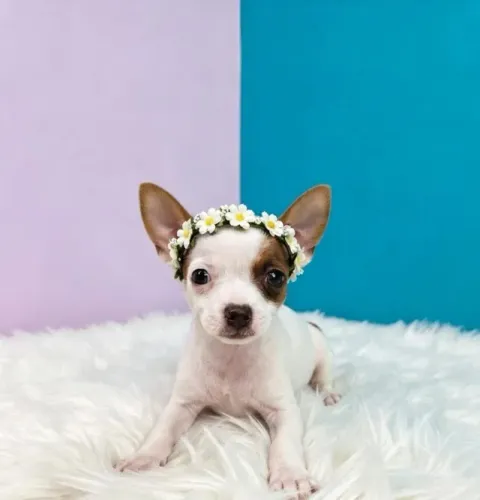 Pinscher Fêmea Cheia de Charme