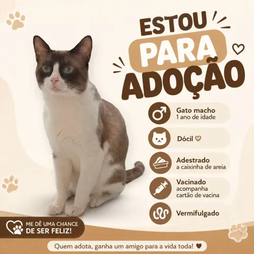 Adoção de gato 