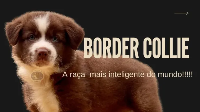 Cães de alto padrão 