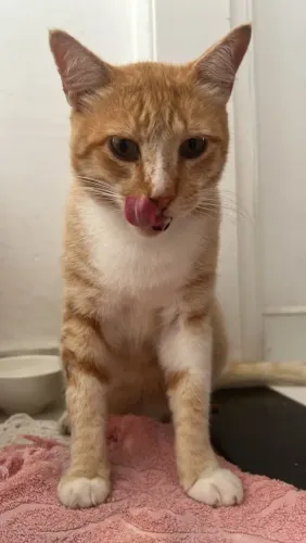 Gato para adoção 