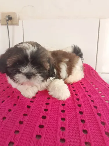 Shih tzu macho 