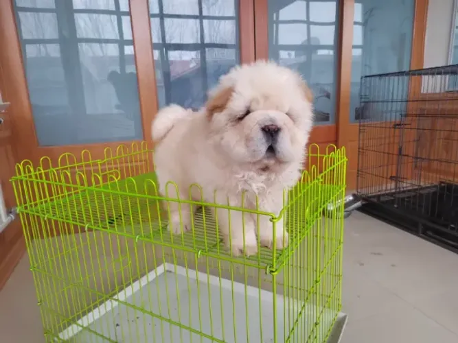 Chow Chow,Chow Chow Filhote Disponível Entrega Facilitada