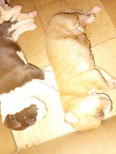 Vendo filhotes de Pit monster com dogo argentino