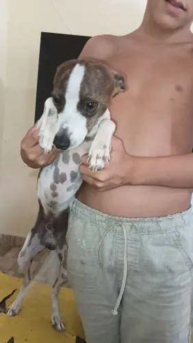 Com todas vacinas dada já tudo em dia cachorro dócil e gosta de criança 