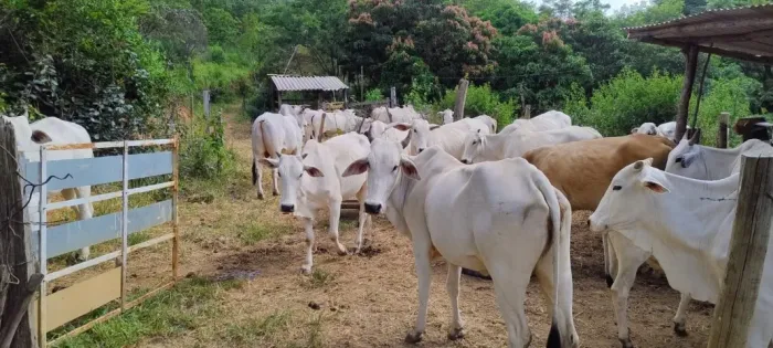 SÍTIO 36 HECTARES À 33 KM DE MONTES CLAROS (SAÍDA PIRAPORA).