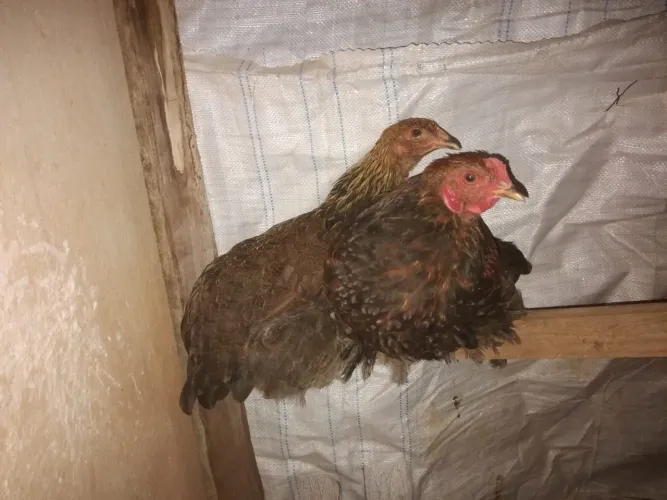 franga brahma perdiz