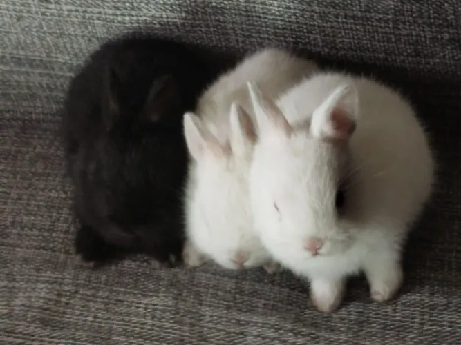 Vendo filhote de coelhos anão Netherlands o menor coelhos do mundo  