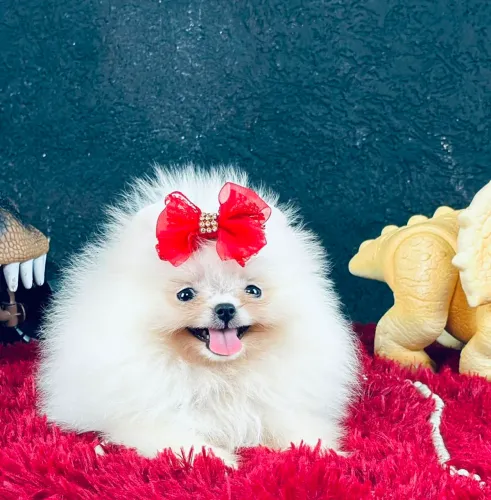 SPITZ ALEMÃO ANÃO PRÊMIO!!!