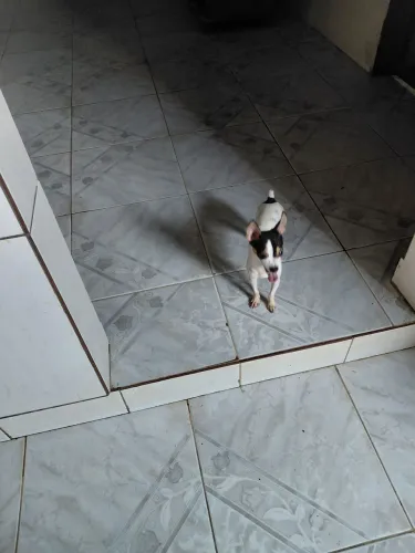 Vende-se pinscher número 1