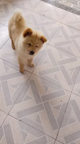 Vendo filhote de Chow Chow