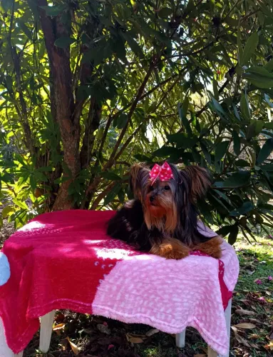 Yorkshire Terrier com Pedigree Internacional CBKC