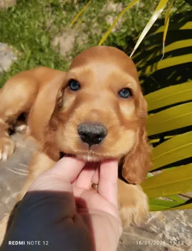 Cocker