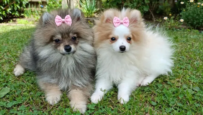 Fêmea lulu da Pomerânia anãzinha