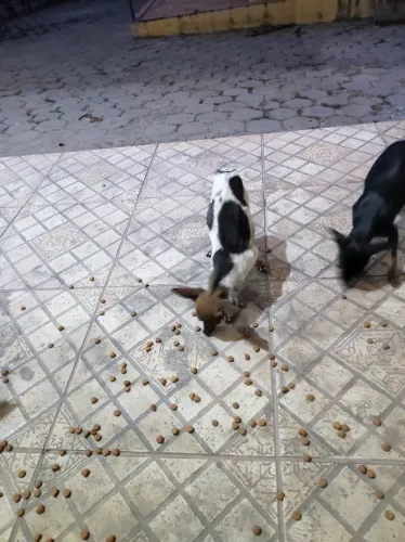 Pinscher fêmea 2 anos