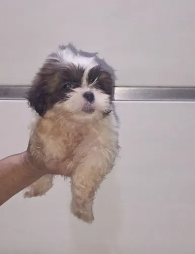 Cachorro lhasa Apso 500 reais macho