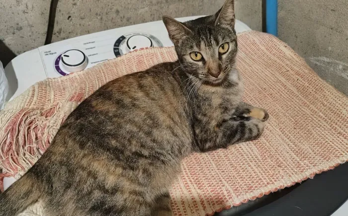 Gata castrada para doação responsável