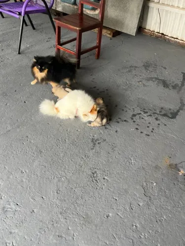 Vendo 3 fêmeas Spitz