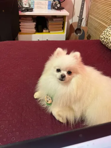 Lulu da palmerania (Russo) para cobertura 