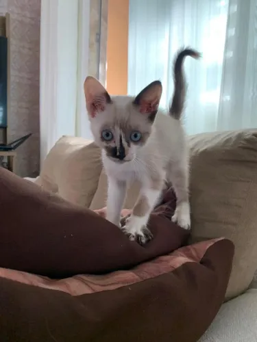 Gatinha para doação 