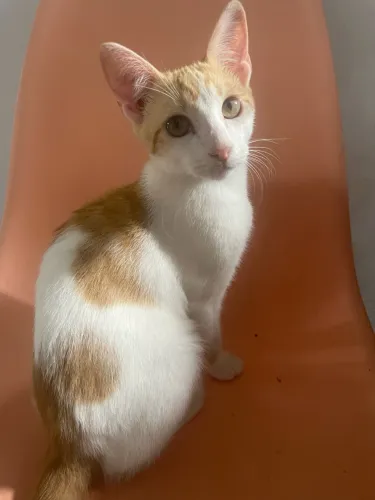 Gatos para adoção responsável