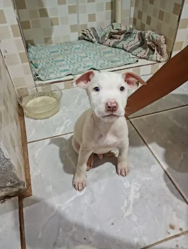 Filhote de Pitbull disponível