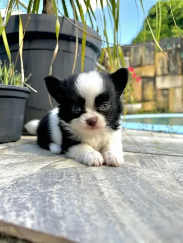 Chihuahua Pelo Longo