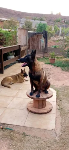 Filhotes de Pastor Belga Malinois
