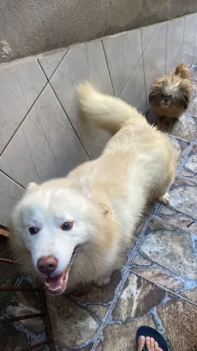 Doação um husky e um shitszu