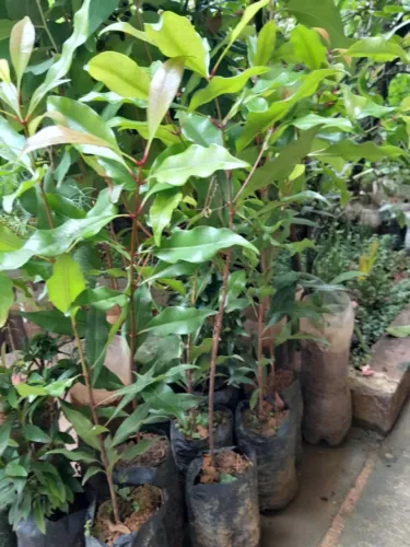 Cravo da India (vendo mudas)
