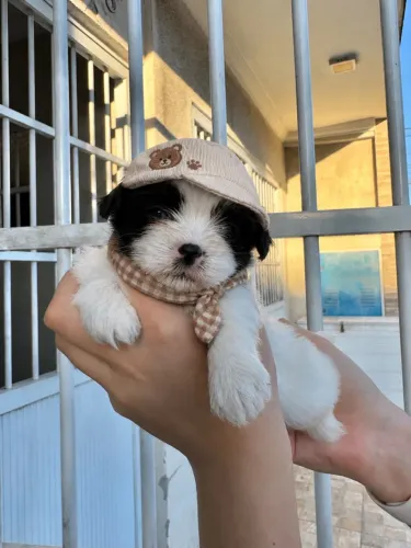 Shih-tzu disponível // pronta entrega