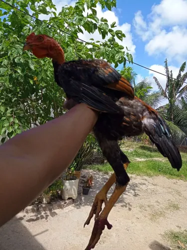 Galo