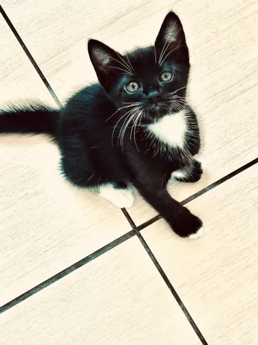 Gata para doação 