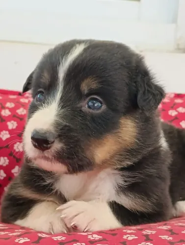 Border Collie com cores exóticas 