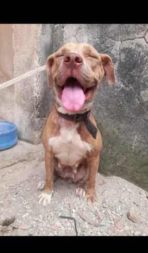 Cadela Pitbull com 2 anos de idade pra Doação