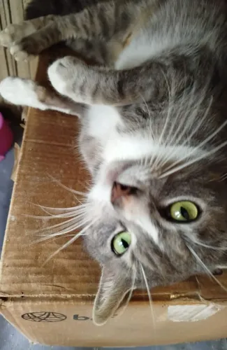 Adoção magnífico gato cinza grey